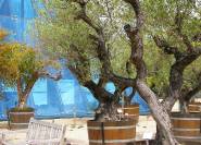 Pflanzkübel für Olivenbäume