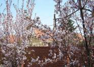 Zierkirsche Prunus x hillieri Spire