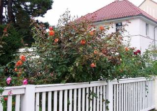 Rosen im Vorgarten