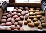 Frühkartoffeln verschiedene Sorten