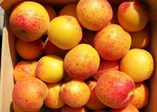 Aprikosenfrucht