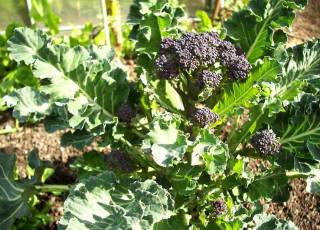 Sprouting Broccoli