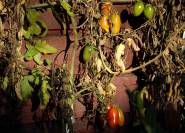 letzte Tomaten im Oktober