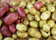 Verschiedene Kartoffelsorte