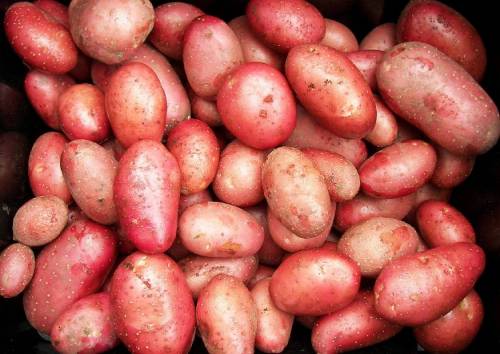 späte Kartoffelsorte zur Einlagerung