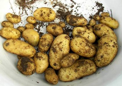 Erste Frühkartoffeln
