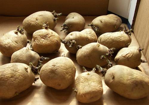 Vorgetriebene Saatkartoffeln