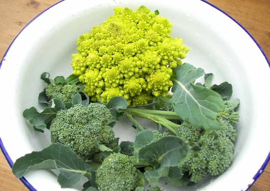 Romanesco und Broccoli 'Calbrese'