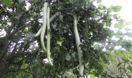 Meterlange Schlangenkürbisse im Baum, Lagenaria siceraria 'Herkuleskeule'