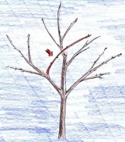 Obstbaum Schema Baumschnitt Zeichnung