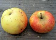 Topaz Apfel gelb und rötlich