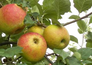 Boskoop Äpfel