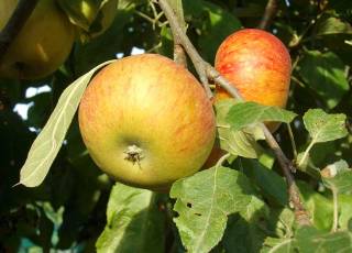 Cox Orange Renette Früchte im September