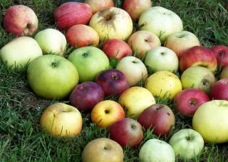Alte Apfelsorten
