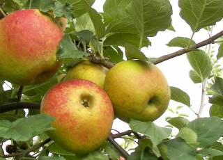 Boskoop, alte bewährte Apfelsorte