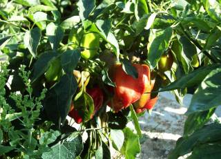 Ein Tomaten-Paprika (Türkische Paprikasorte)