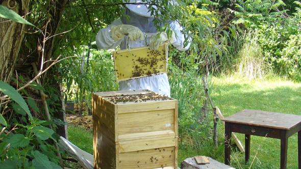 Bienen im Garten