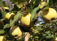 Früchte der Apfelquitte