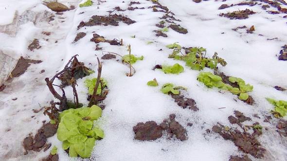 Winterkopfsalat Jungpflanzen im Winter unter Schnee