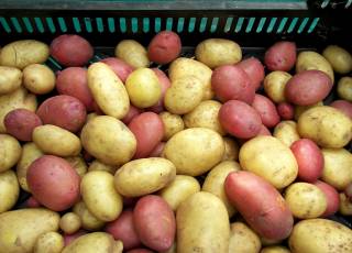 Eigene Kartoffelernte
