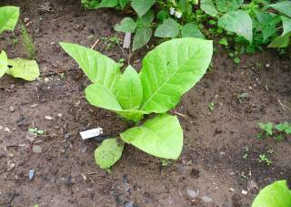 Junge Tabakpflanze