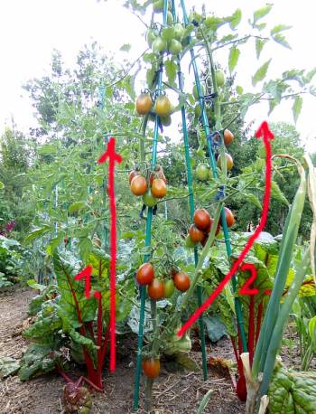 Tomatenpflanze mit zwei Trieben. Hier die resistente Sorte 'Black Plum' [2]