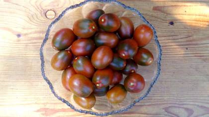 Black Plum resistente Tomate