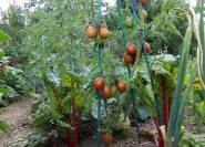 Tomaten in Mischkultur