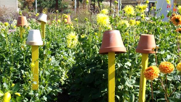 Blumenstäbe Idee im Dahlienbeet
