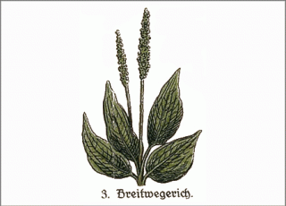 Heilpflanze Breitwegerich