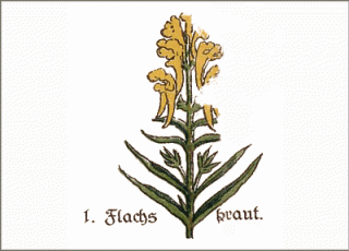 Heilpflanze Flachskraut historische Abbildung
