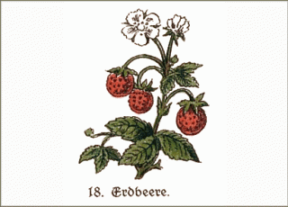 Heilpflanze Erdbeere