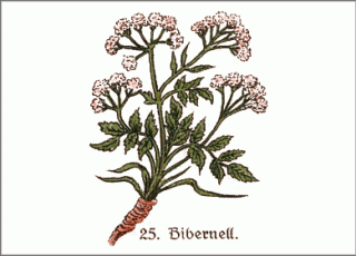 Heilpflanze Bibernell