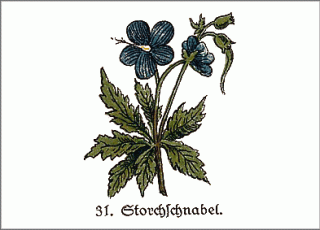 Heilpflanze Wiesen-Storchschnabel, historische Abbildung