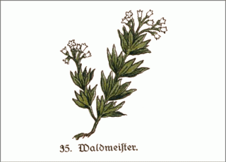 Heilpflanze Waldmeister