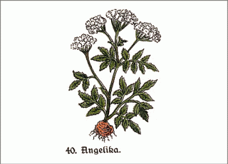 Heilpflanze Angelika (Engelwurz)