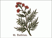 Heilpflanze Baldrian