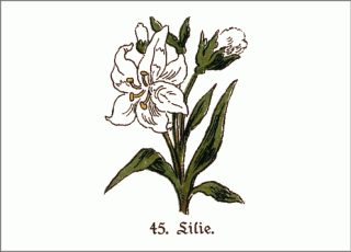 Heilpflanze Lilie historische Abbildung