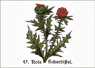 Heilpflanze Ackerdistel, historische Abbildung