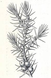 Juniperus communis Wacholder weibliche Blüten und Früchte