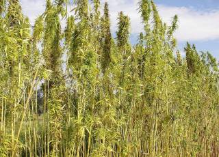 Kurztagspflanze: Cannabis sativa, Hanf (Faserhanf)