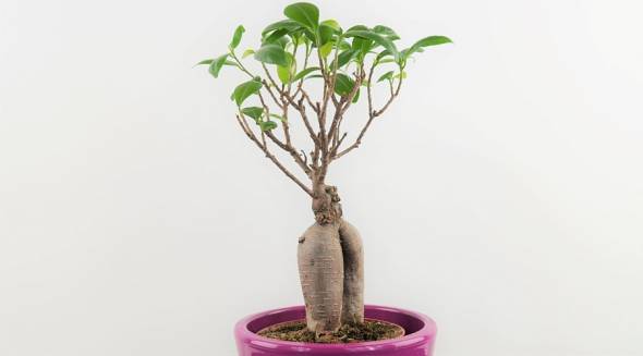 Ficus-Bonsai.