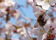 Biene und Kirschblüten