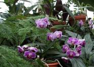 Orchideen im Gewächshaus