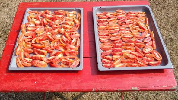 Tomaten in der Sonne trocknen
