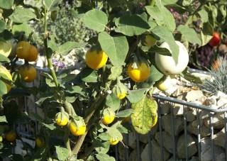 Im Garten können beispielsweise Mini-Auberginen (Sorte 'Mohican') ähnlich, wie Tomaten gezogen werden.