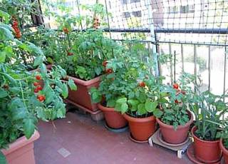 Tomatentöpfe auf dem Balkon