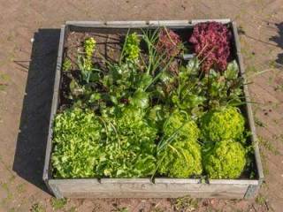 Gemüse und Kräuter in einer Kiste - PhotoWeges