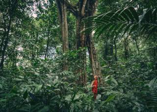 Tropenwald, ein natürlicher Waldgarten