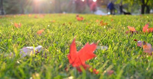 Pexels Rasen om Herbst